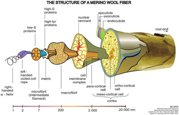 the structure of a merino wool fiber
